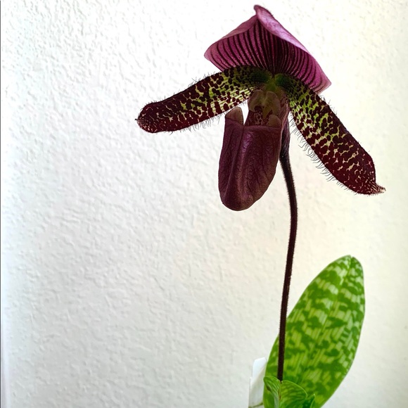 Meet your Posher, Sarah - Picture 2 of 2